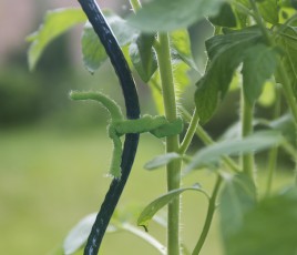 Trellinet bio, fabriqué en Espagne, en polyester bio-compostable. Maille de 15 x15 cm. Durée de vie d'au moins 24 mois. De 9,20 à 15,20 € selon la dimension. Tube Bio, lien tubulaire élastique bio compostable, en tube coton bio. Dimensions : 35 m x 5 mm. 9,80 €.