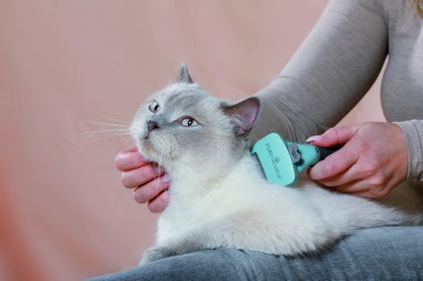 Image d'illustration