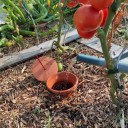 Gamme Aquasolo Outdoor, 011a Tradi,100 en argile (pot et couvercle). Disponible en 0,51 pour les pots et jardinières,1,51et 5I pour les massifs et les potagers. 011a Expert, 100 % argile, forme cylindrique, plus facile à enterrer avec couvercle en liège. 011a Tradi: 0,5 I, 13,50 C. 011a Expert: 1,51,19,90 C.